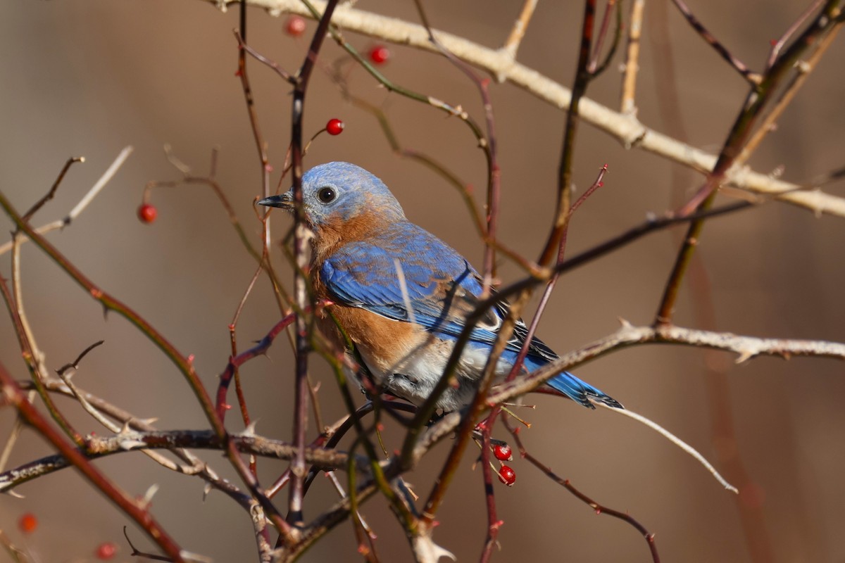 Eastern Bluebird - ML647387485