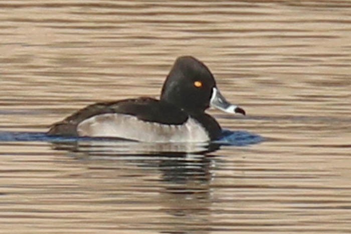 Ring-necked Duck - ML647387486