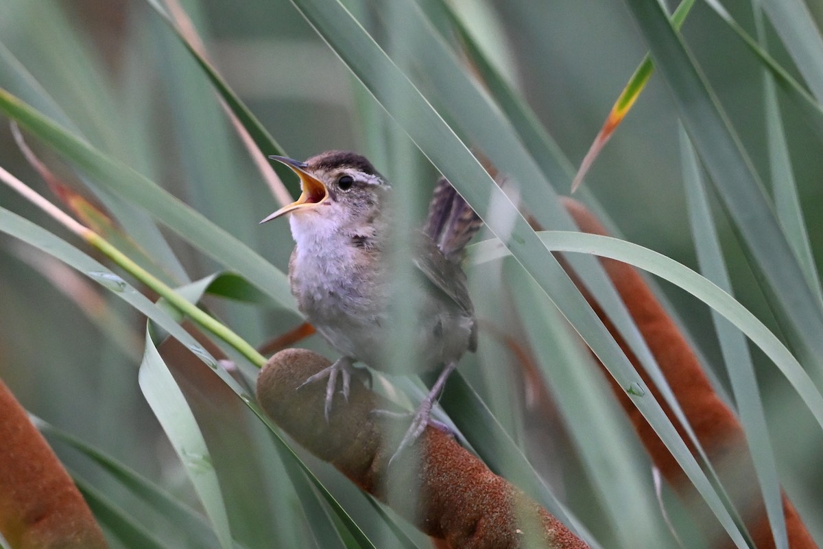 střízlík bažinný - ML647387487