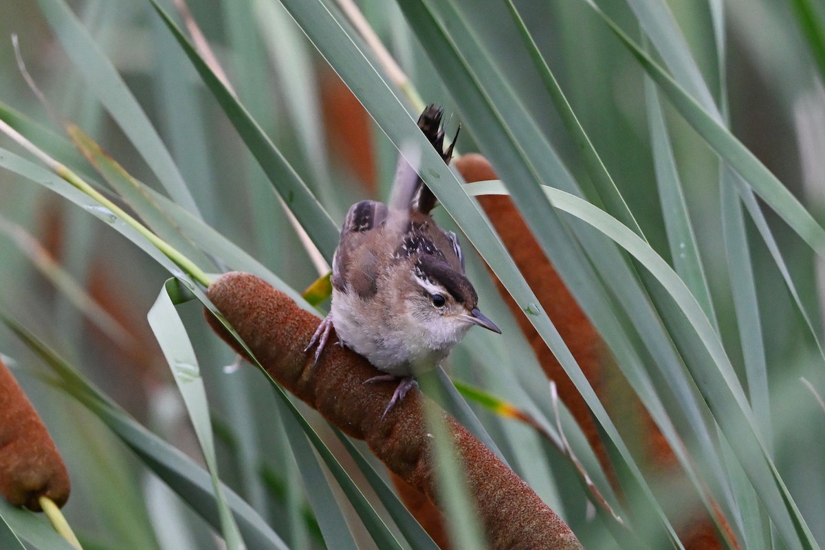 střízlík bažinný - ML647387489