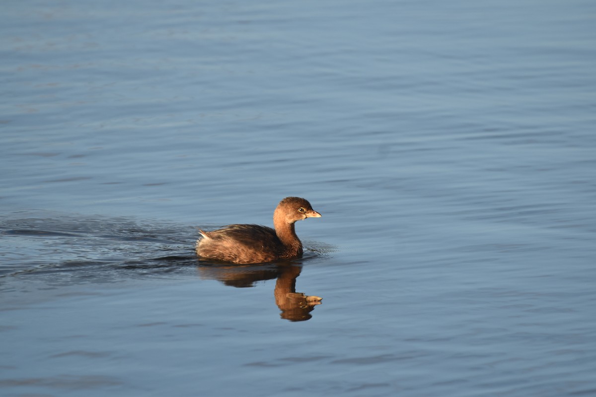 Pied-billed Grebe - ML647387490