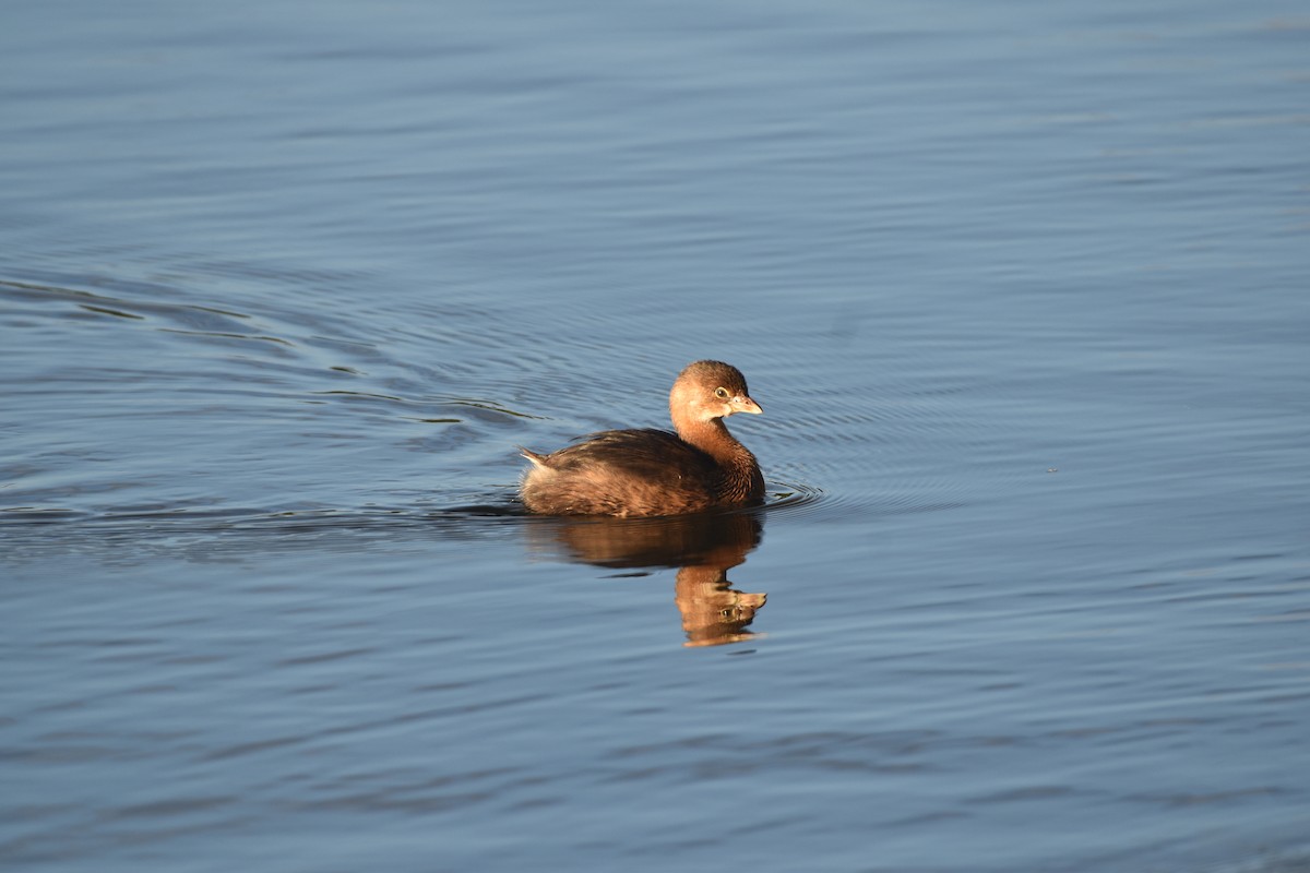 Pied-billed Grebe - ML647387491
