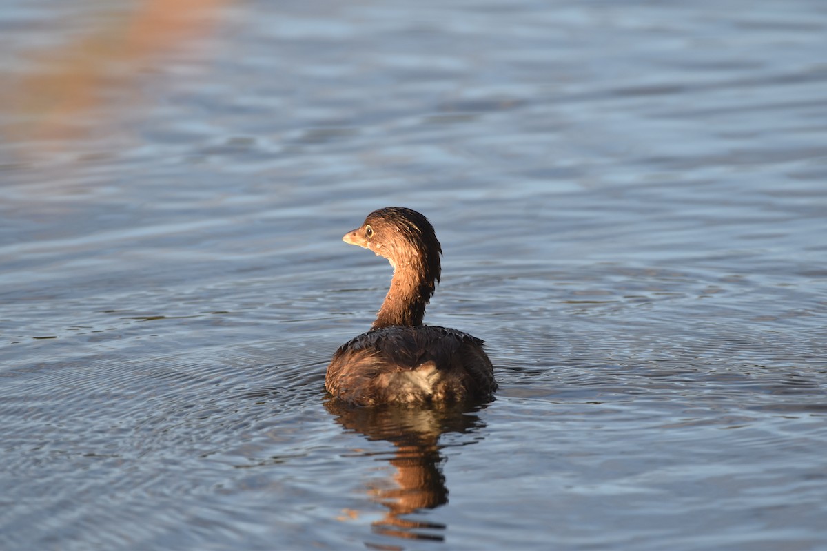 Pied-billed Grebe - ML647387492