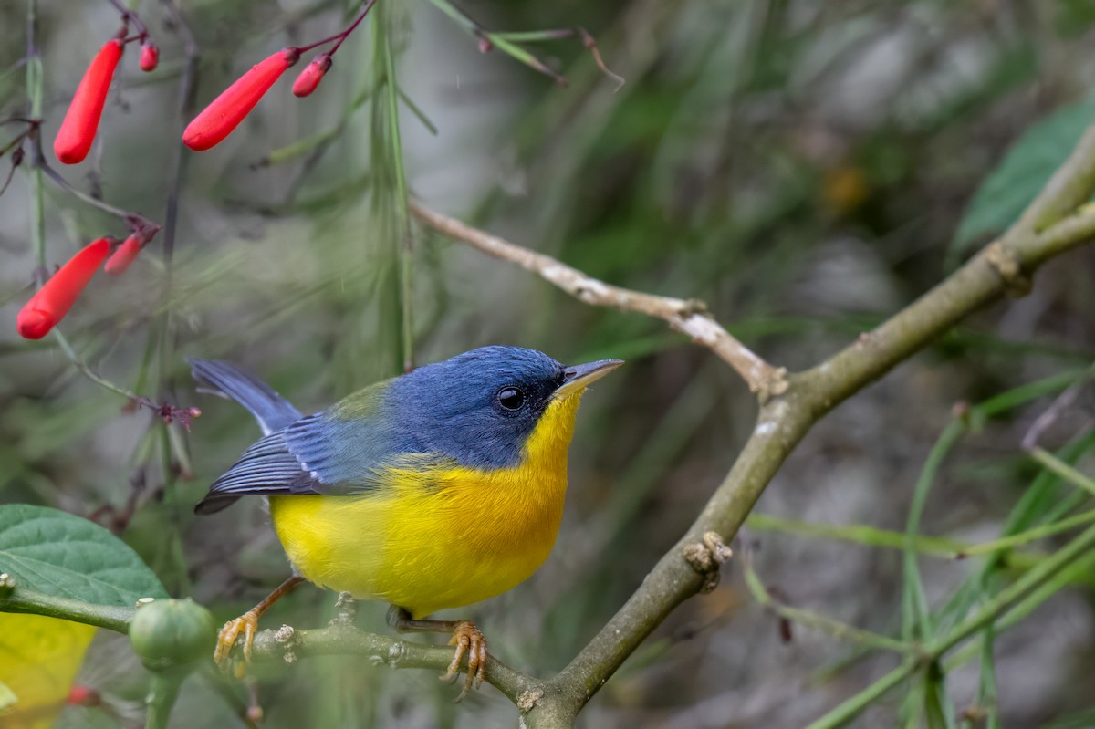 Tropical Parula - ML647387502