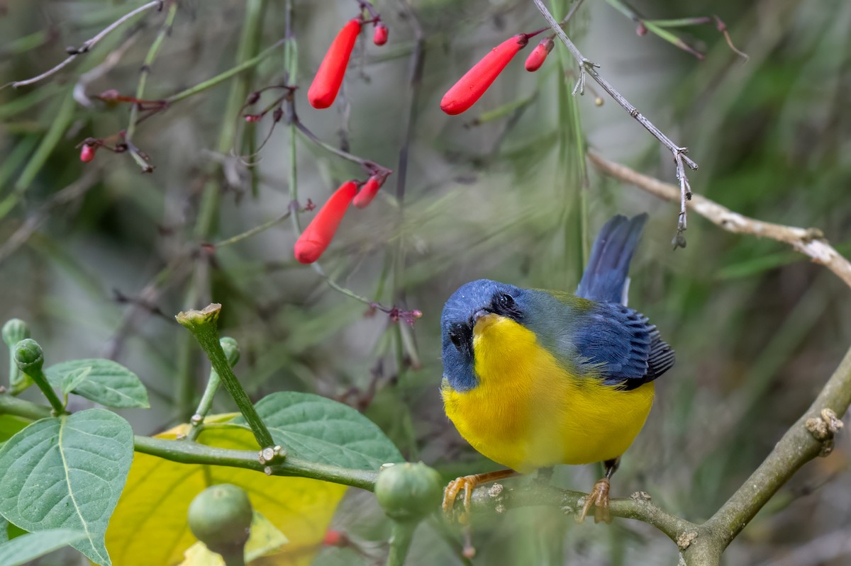 Tropical Parula - ML647387503