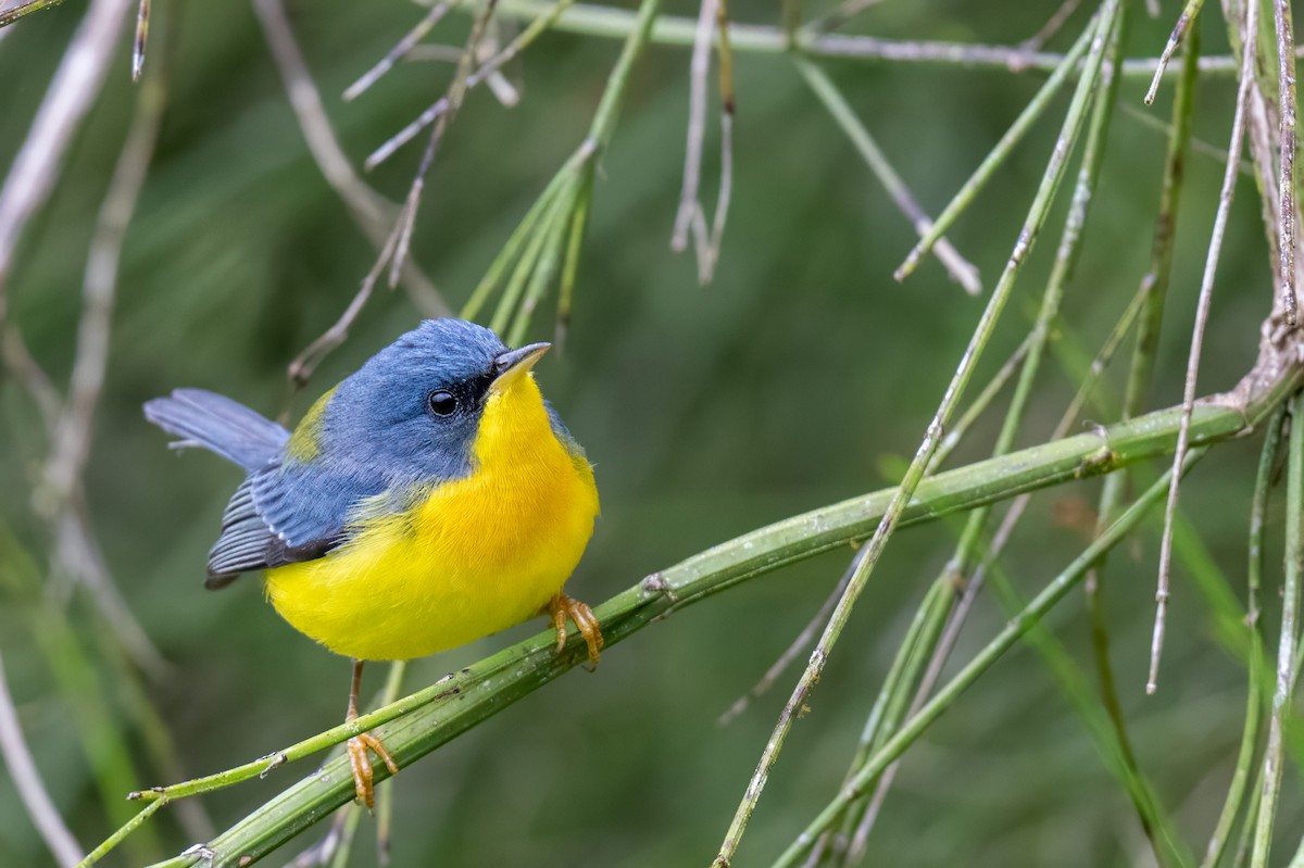 Tropical Parula - ML647387504