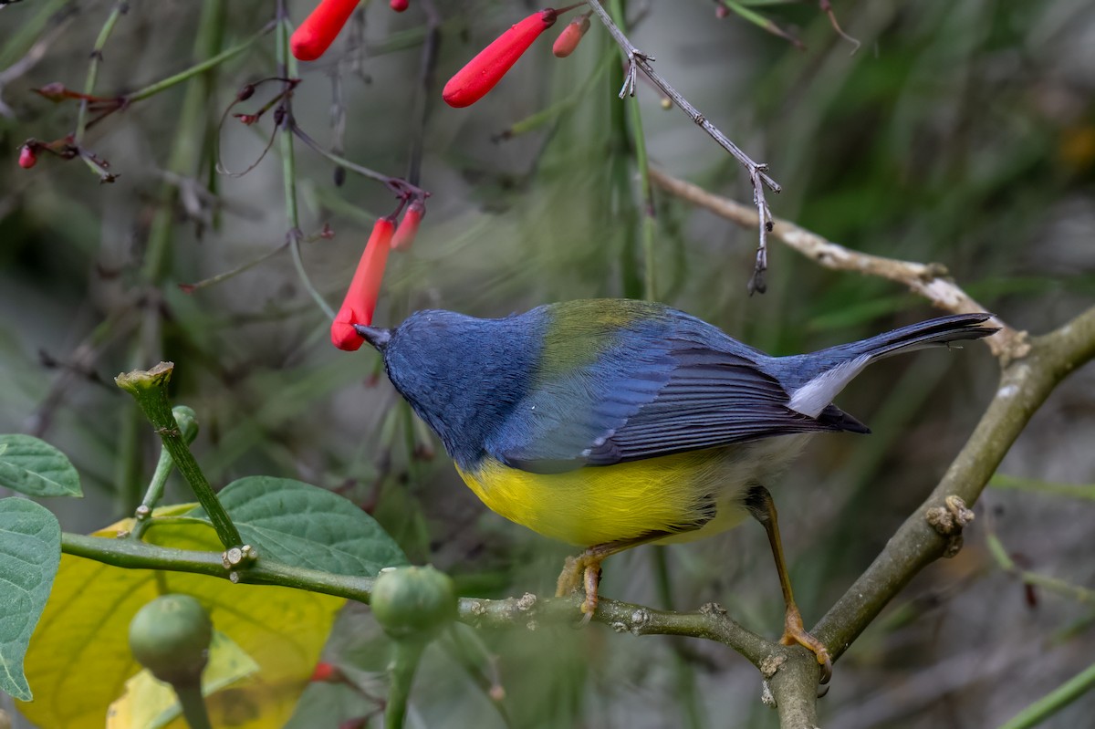 Tropical Parula - ML647387505