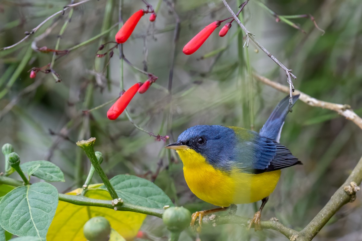 Tropical Parula - ML647387506