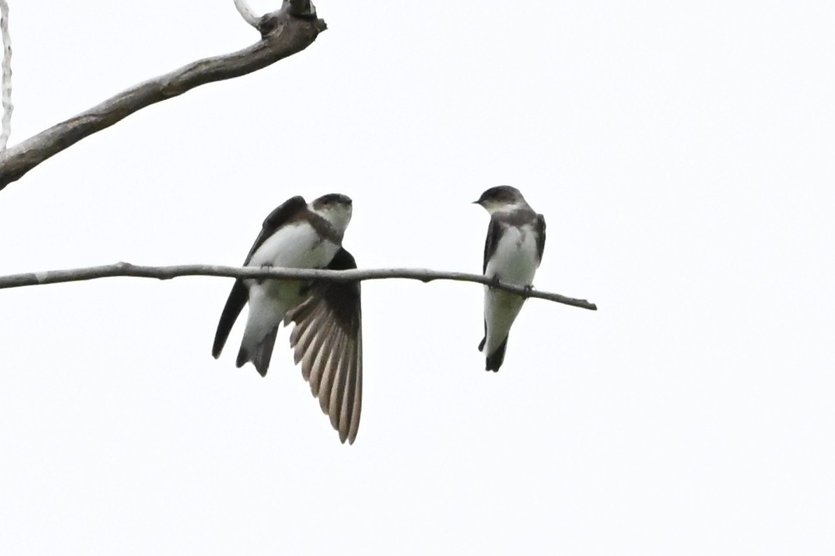 břehule říční - ML647387507