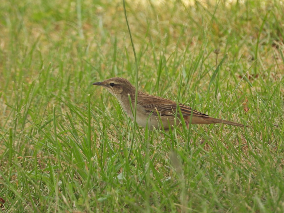 Роляк рудогузий - ML647387508
