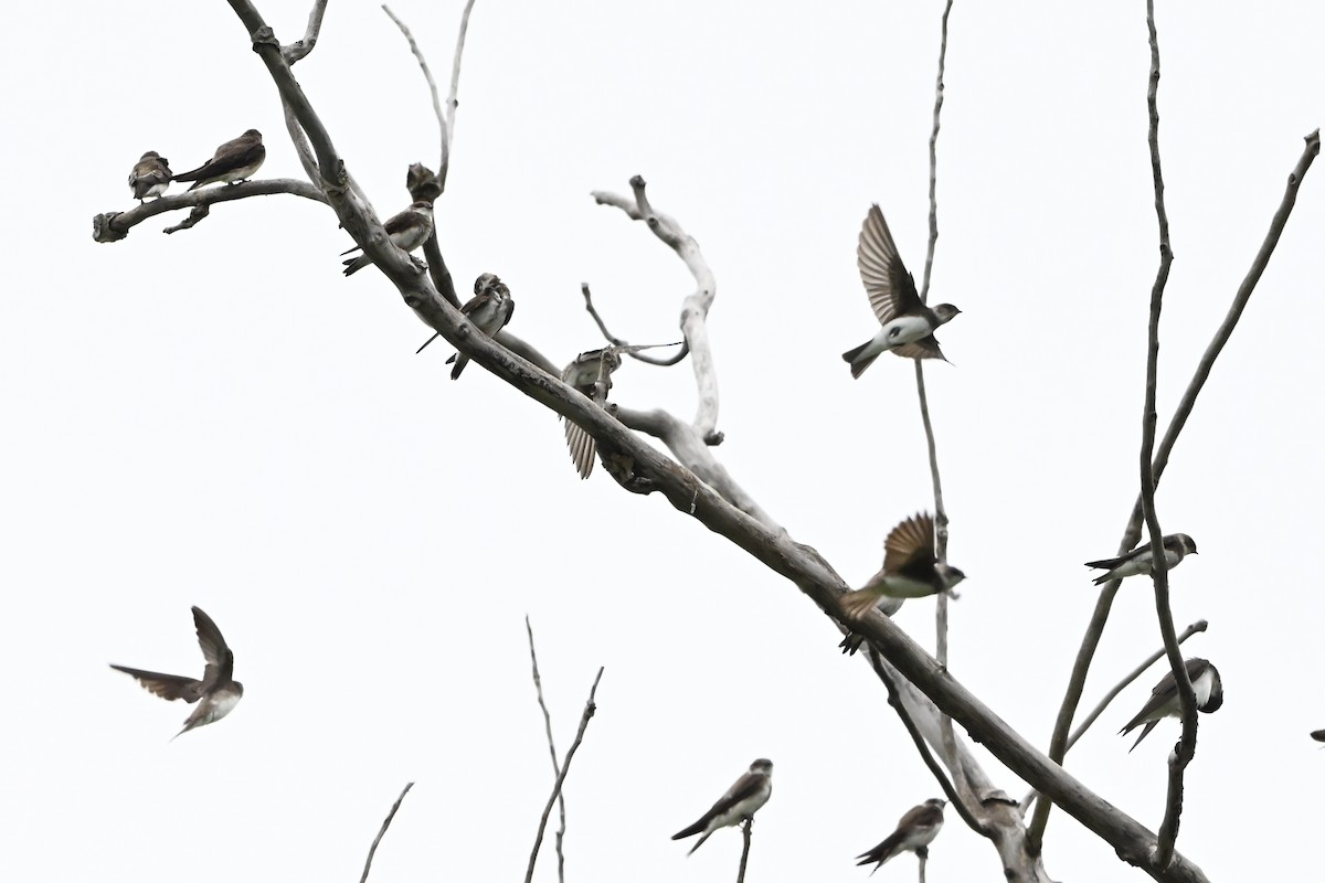 břehule říční - ML647387513