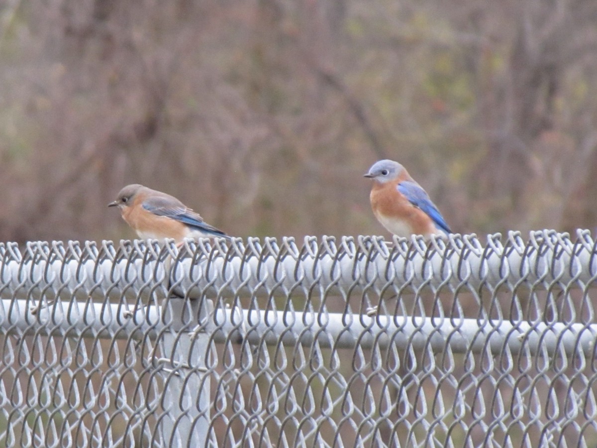 Eastern Bluebird - ML647387518