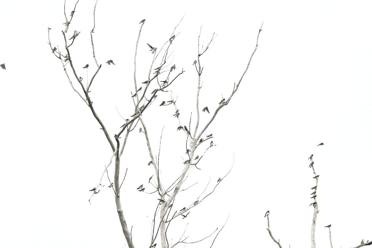 břehule říční - ML647387520