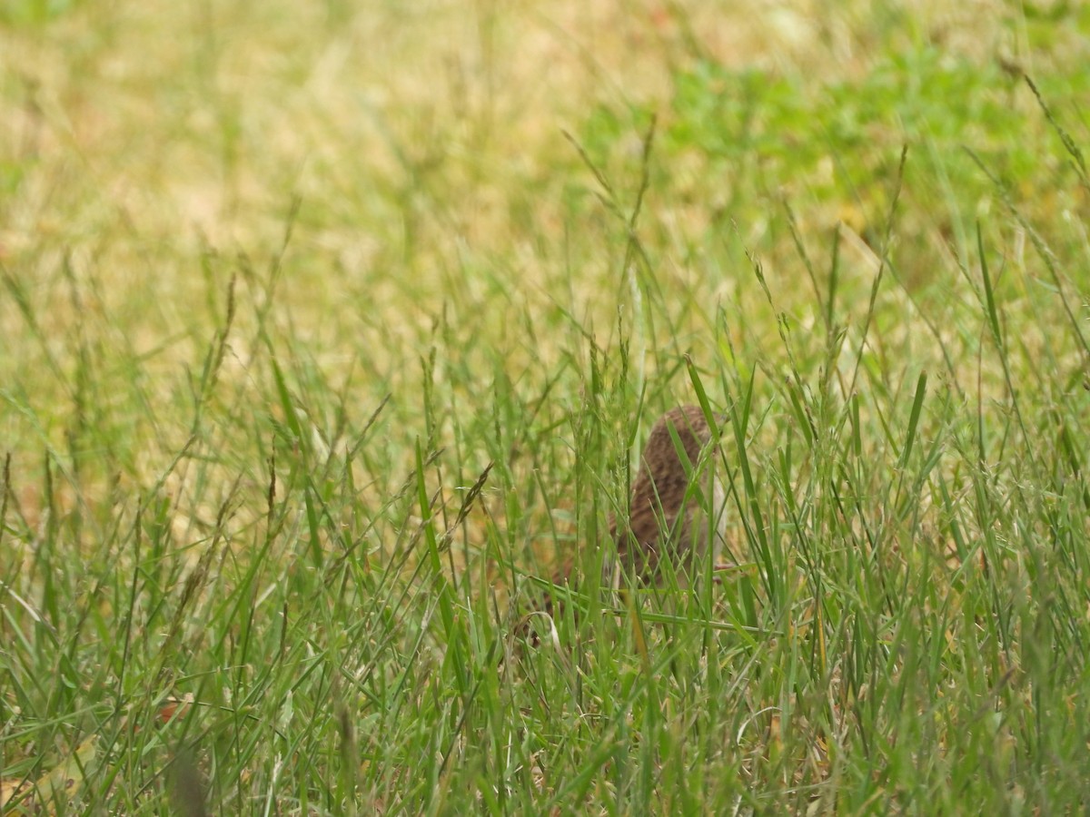 Роляк рудогузий - ML647387521