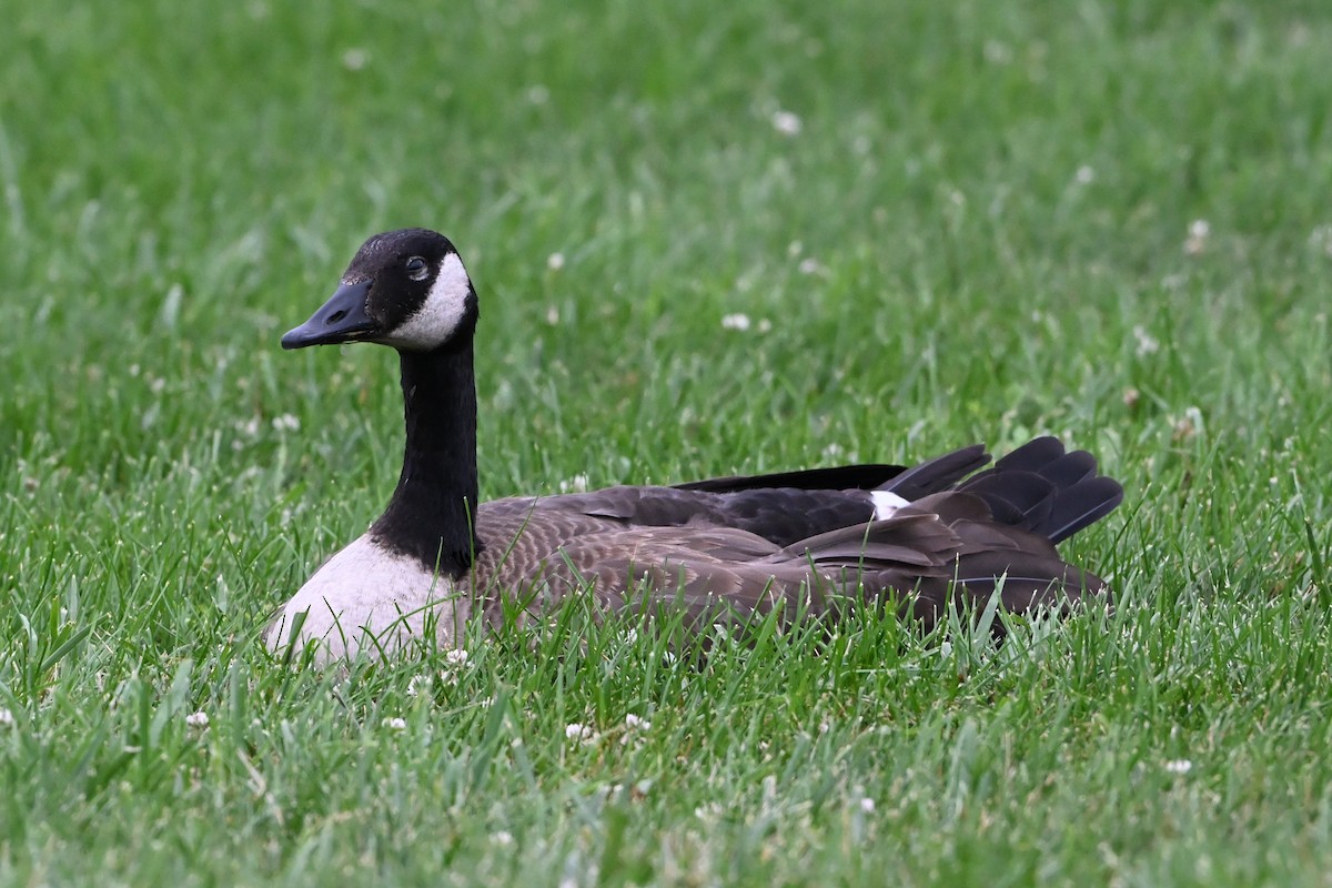 berneška velká - ML647387535