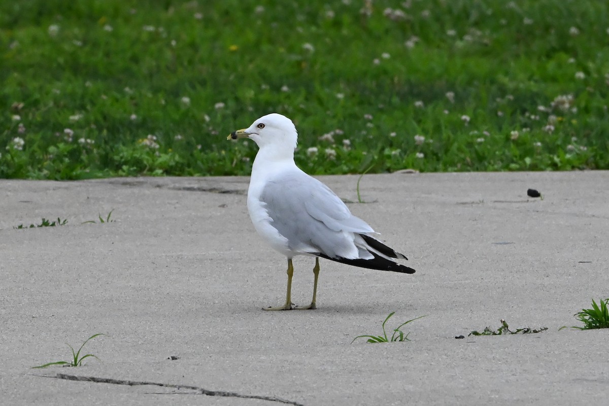 racek kroužkozobý - ML647387542