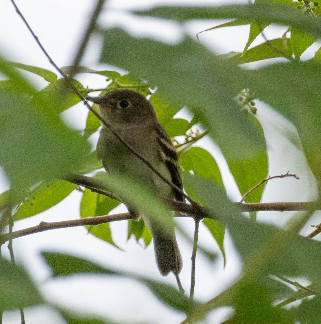 Acadian Flycatcher - ML647387545