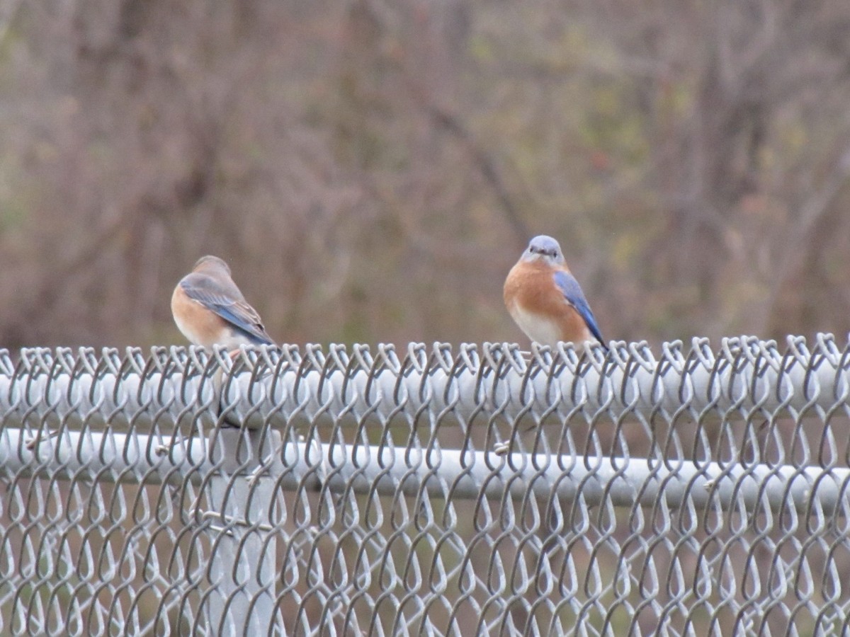 Eastern Bluebird - ML647387546