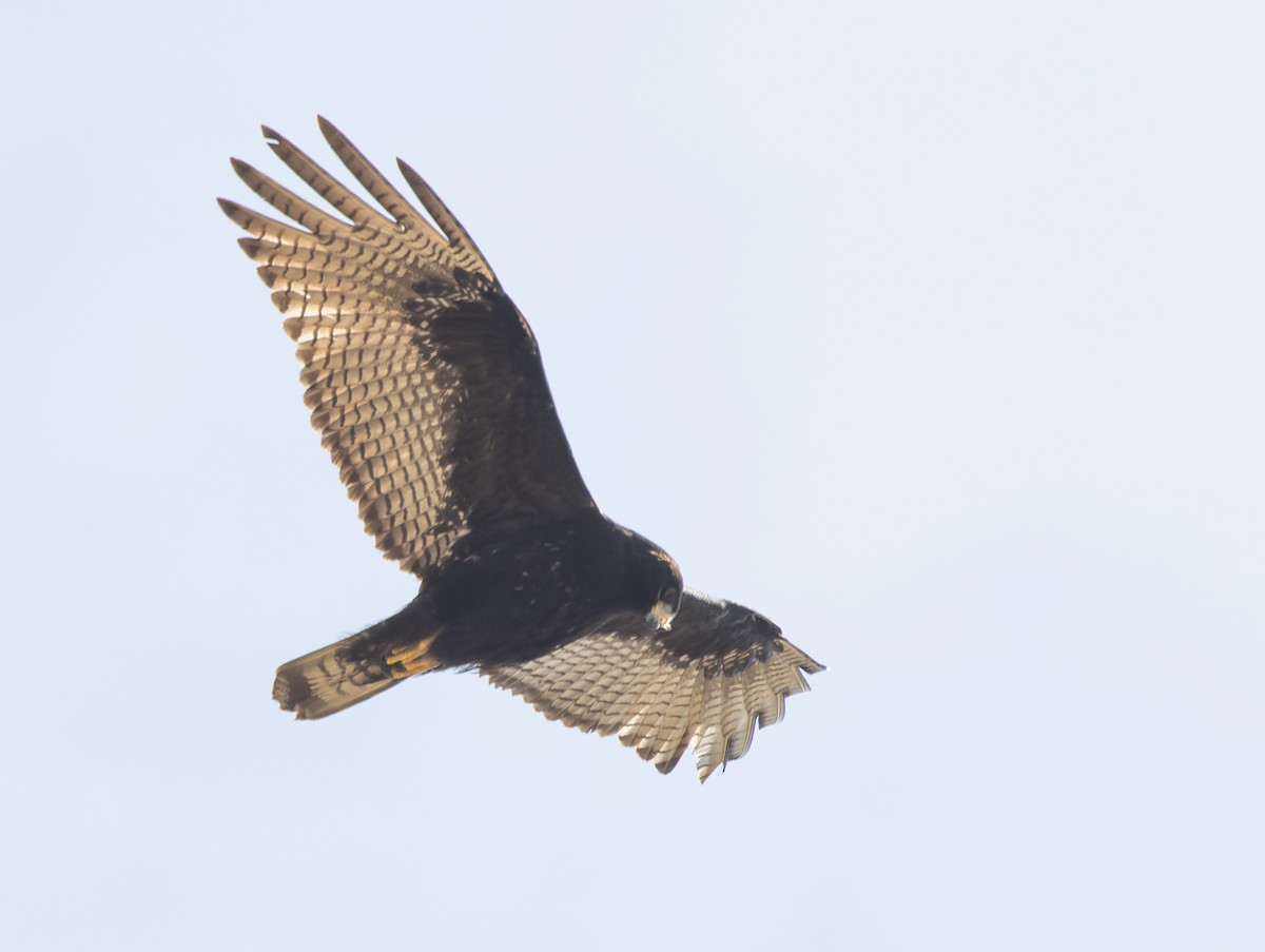 Zone-tailed Hawk - ML647387550