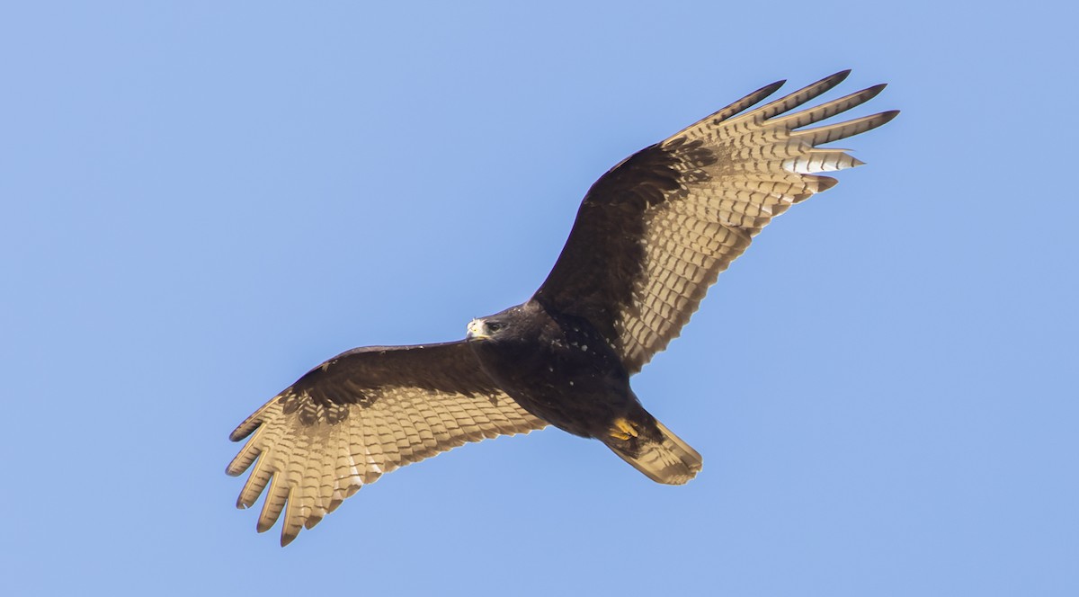 Zone-tailed Hawk - ML647387551