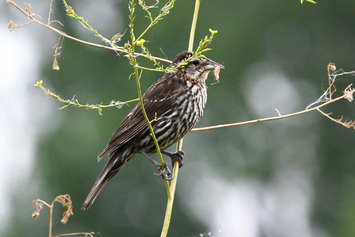 vlhovec červenokřídlý - ML647387552