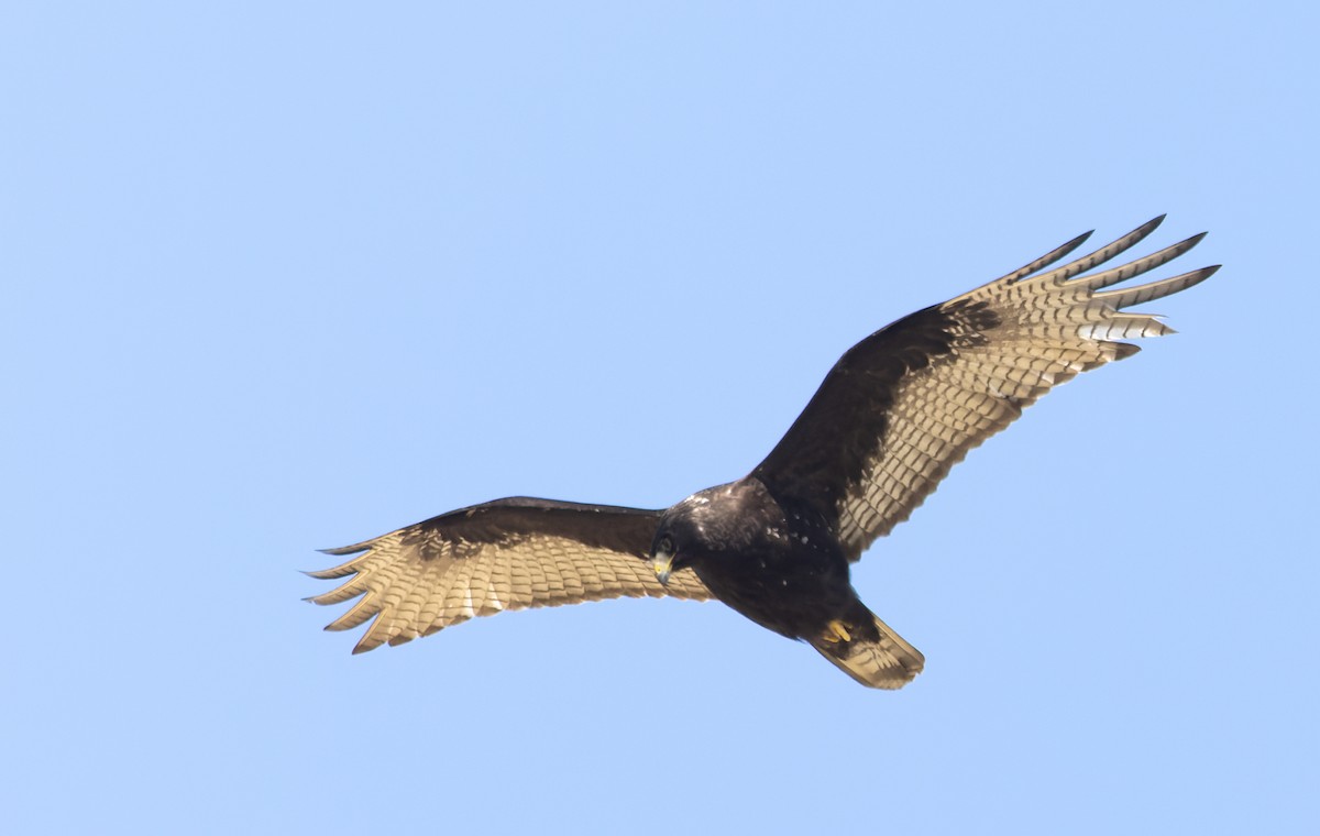 Zone-tailed Hawk - ML647387553