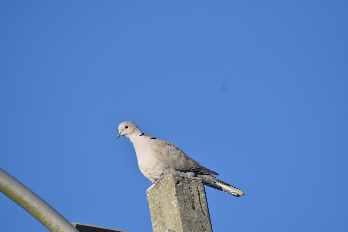 Eurasian Collared-Dove - ML647387564