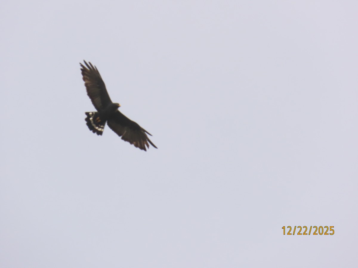 Zone-tailed Hawk - ML647387571