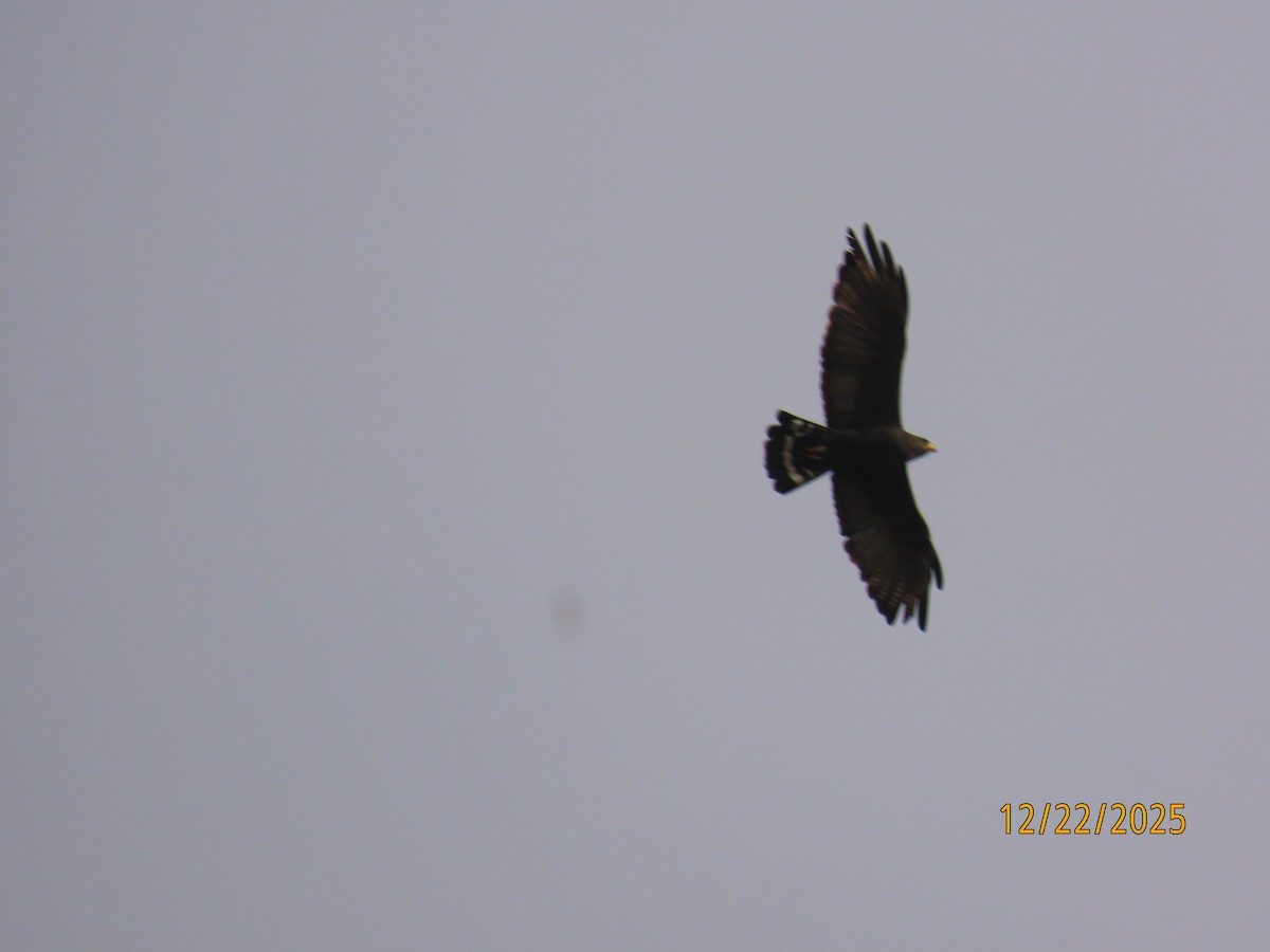 Zone-tailed Hawk - ML647387582