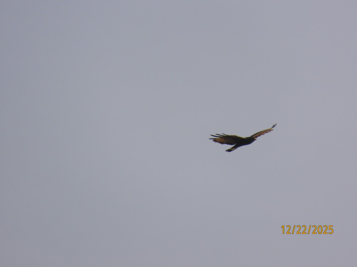 Zone-tailed Hawk - ML647387585