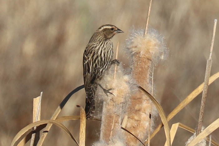 Red-winged Blackbird - ML647387593