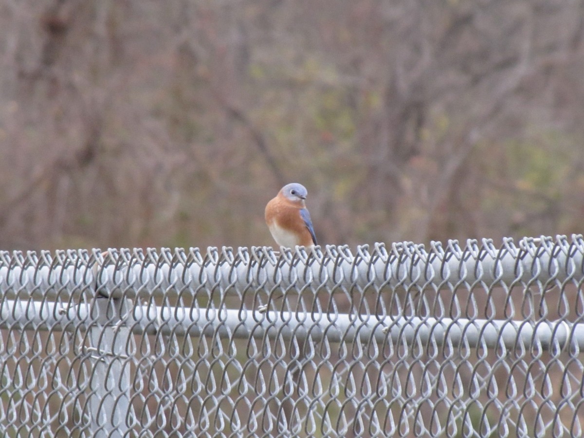 Eastern Bluebird - ML647387594