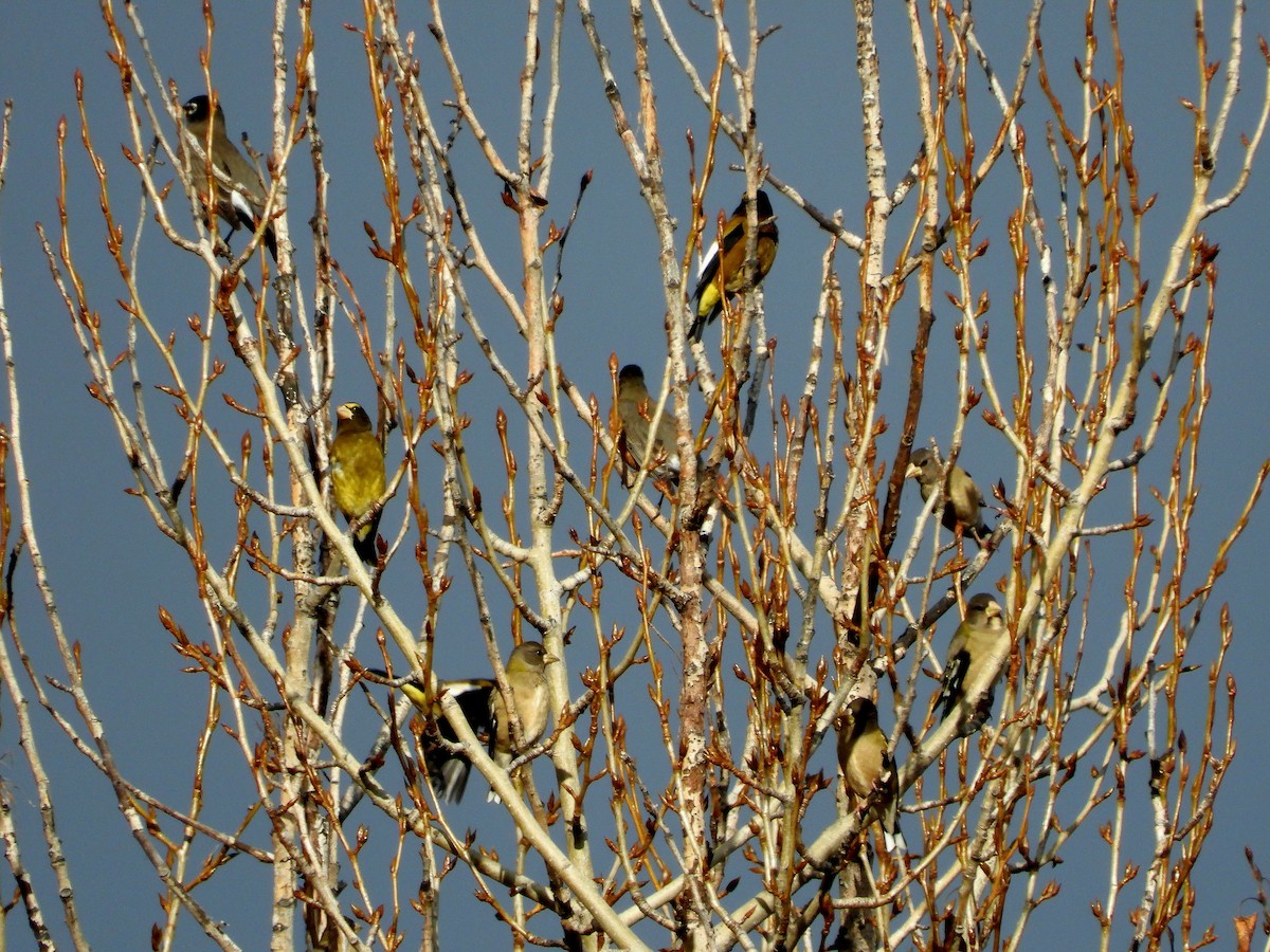 Evening Grosbeak - ML647387600