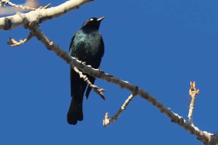 Brewer's Blackbird - ML647387605