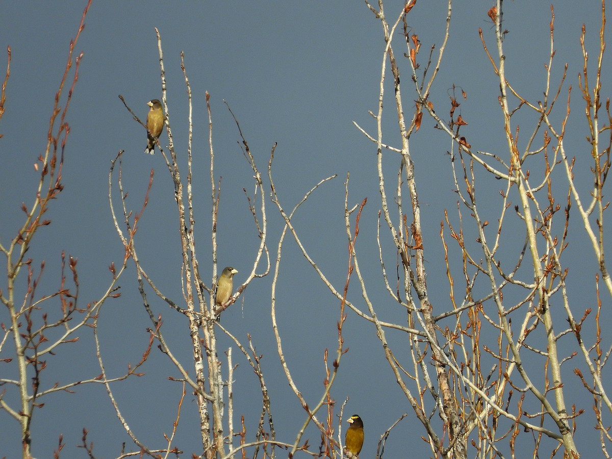 Evening Grosbeak - ML647387607