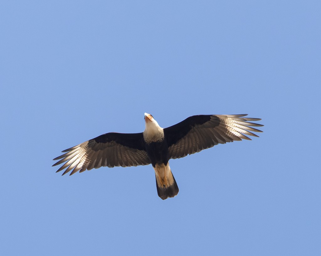 Crested Caracara (Northern) - ML647387611