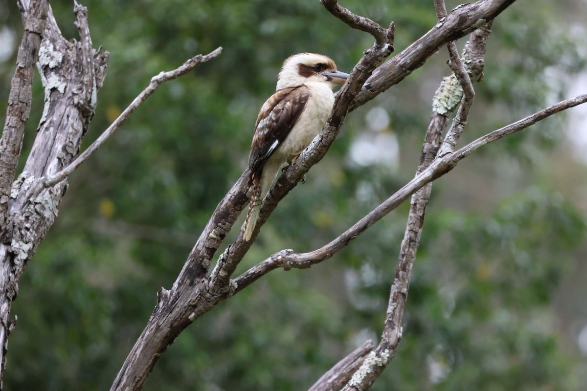 Laughing Kookaburra - ML647387612