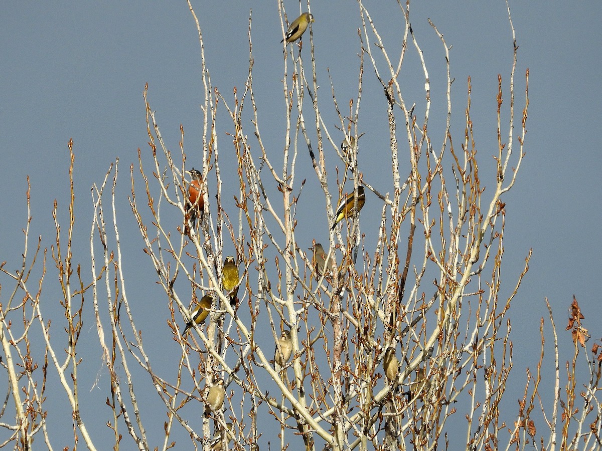 Evening Grosbeak - ML647387621