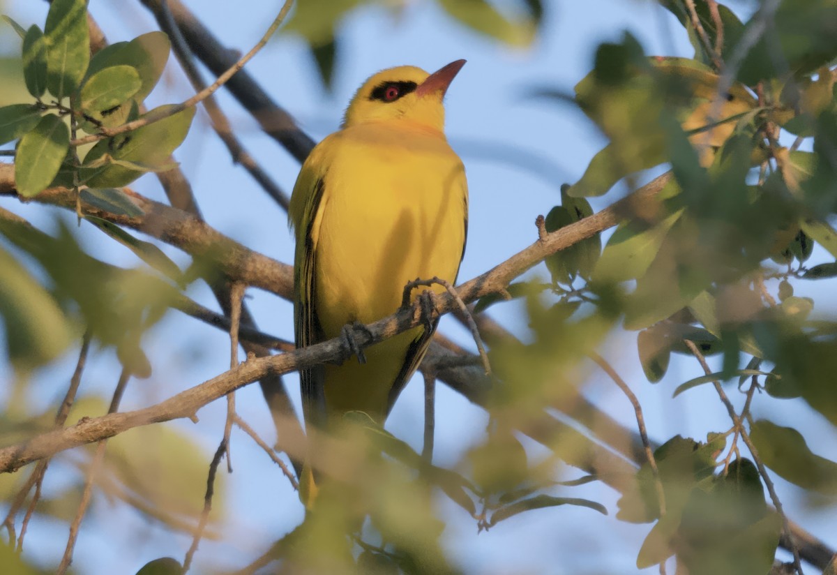 African Golden Oriole - ML647387622