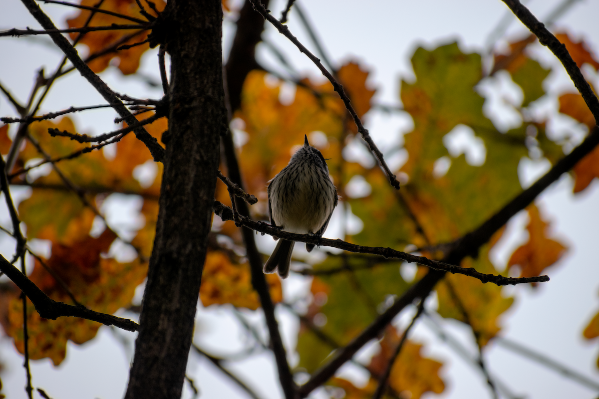 Tufted Tit-Tyrant - ML647387624