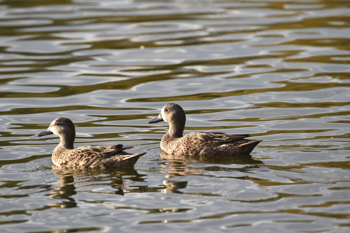 Чирянка блакитнокрила - ML647387625