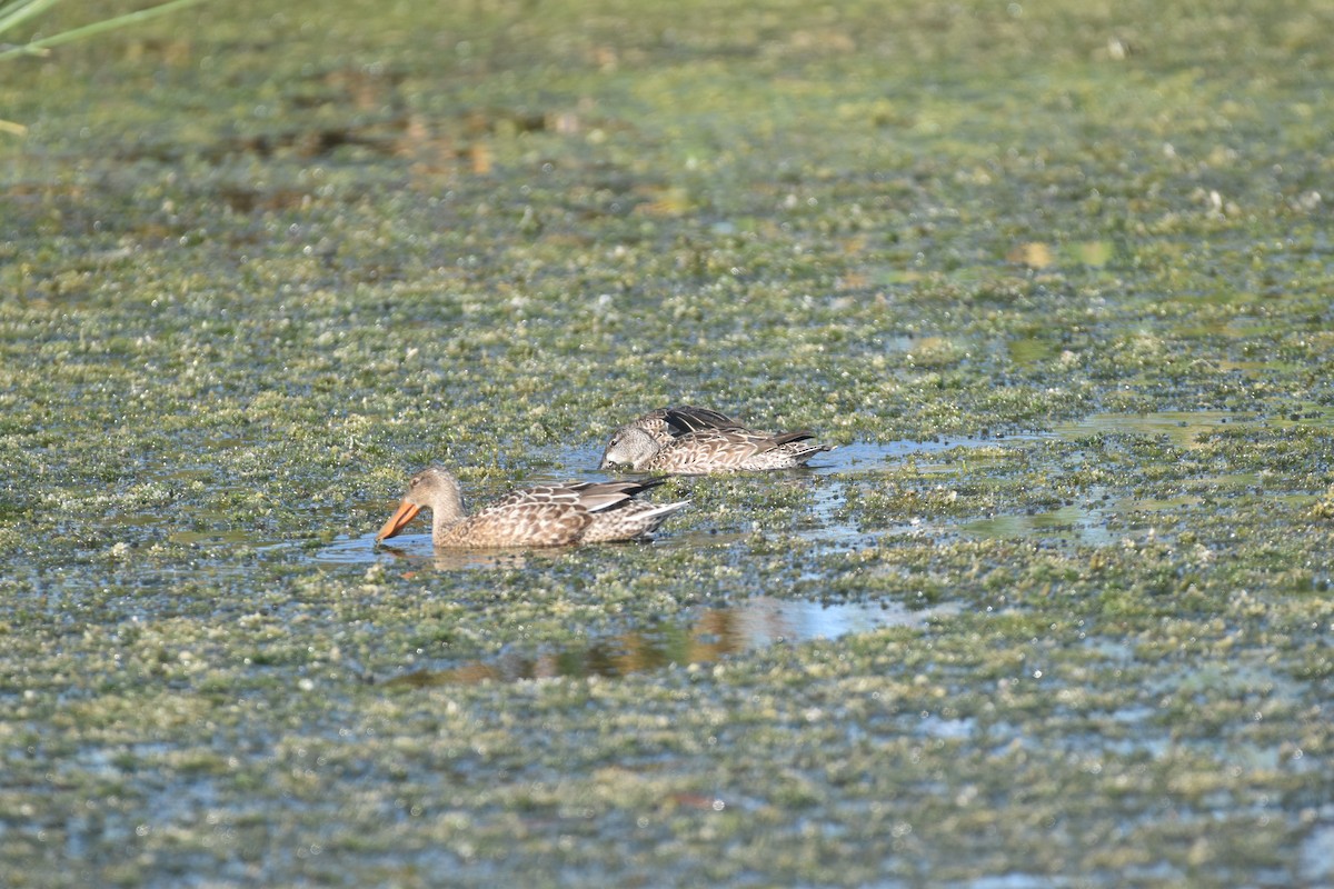 Northern Shoveler - ML647387627