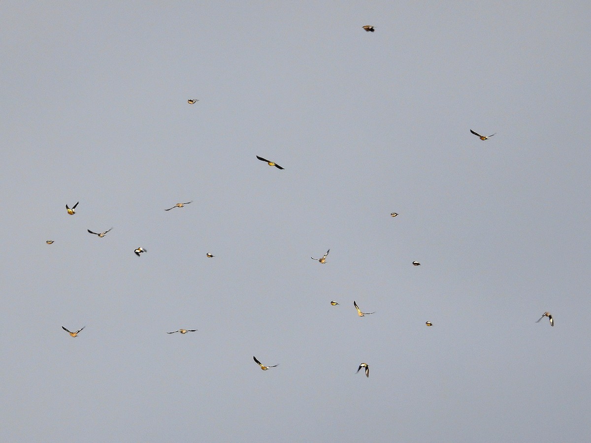 Evening Grosbeak - ML647387630