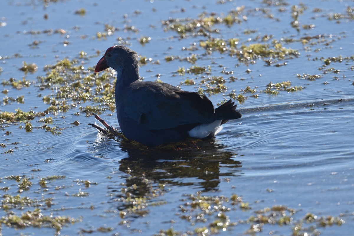Gray-headed Swamphen - ML647387631