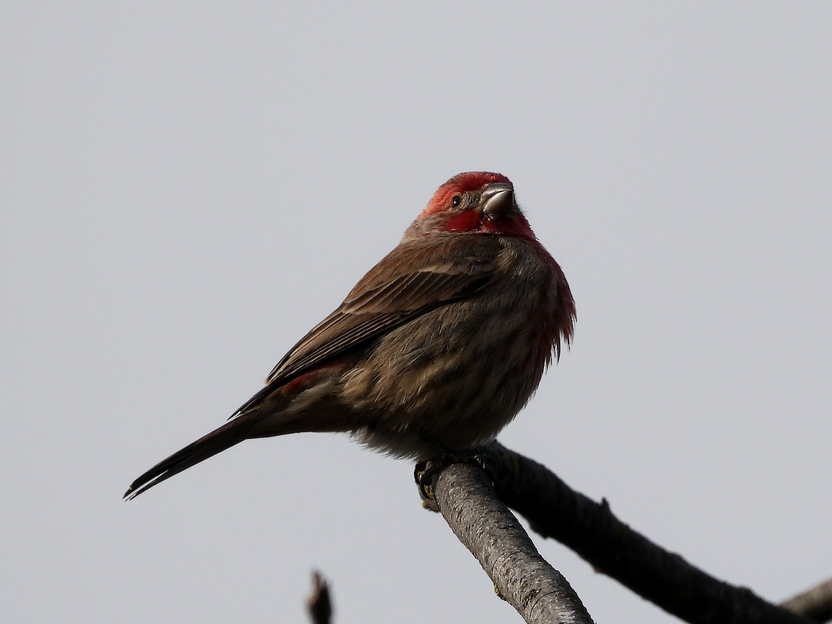 House Finch - ML647387640