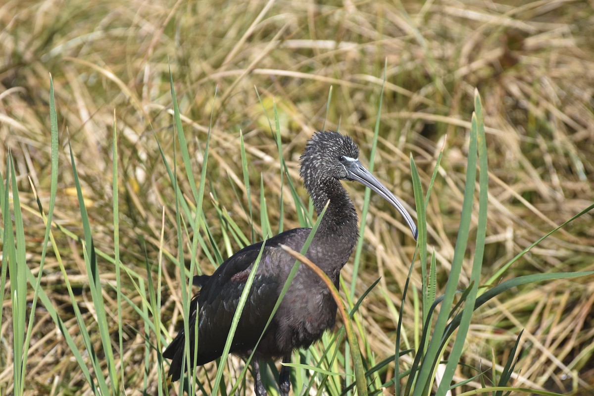Glossy Ibis - ML647387643