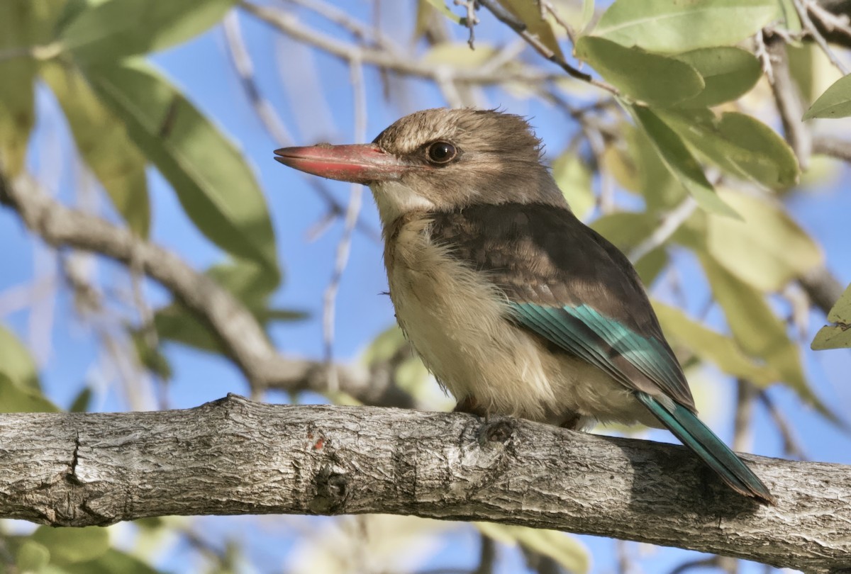 Brown-hooded Kingfisher - ML647387648