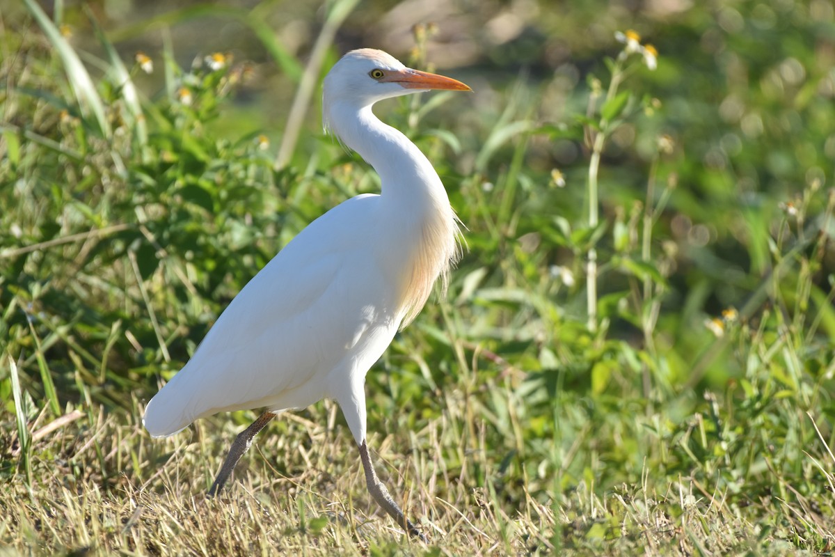 Western Cattle-Egret - ML647387650