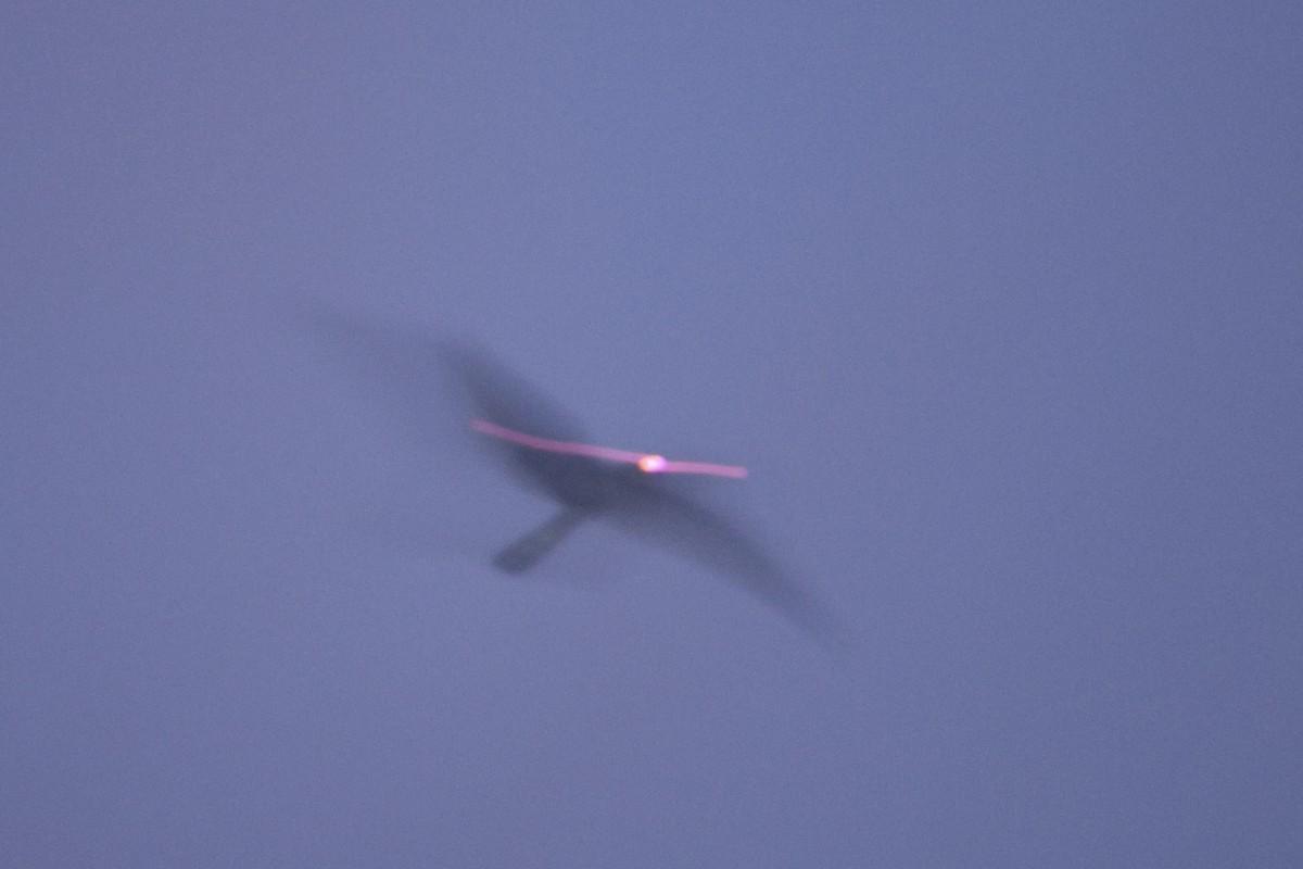 Great Eared-Nightjar - ML647387651