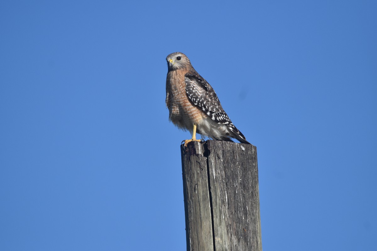 Red-shouldered Hawk - ML647387660